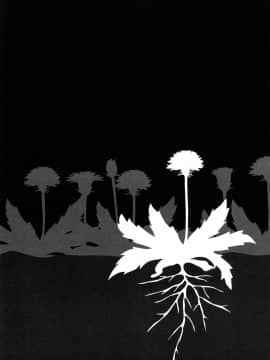 [町田ひらく] たんぽぽのまつり_177