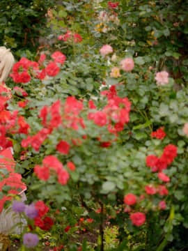 ShootingStar's (SAKU) despot rose_0162