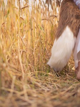 [Rococo] Whistle Around the World_196