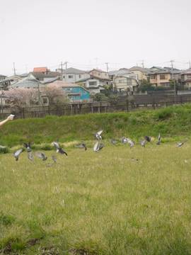 [My Suite] だがしびより_045